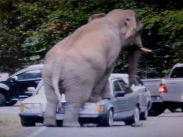 Why did the Randy Elephant Cross the Road?